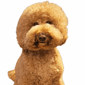 金太郎くん