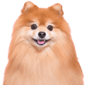 こぐまくん