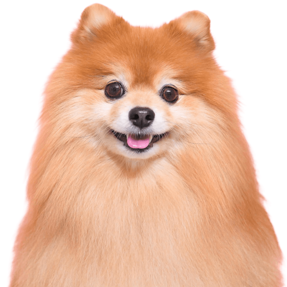 こぐまくん