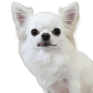 ルルくん