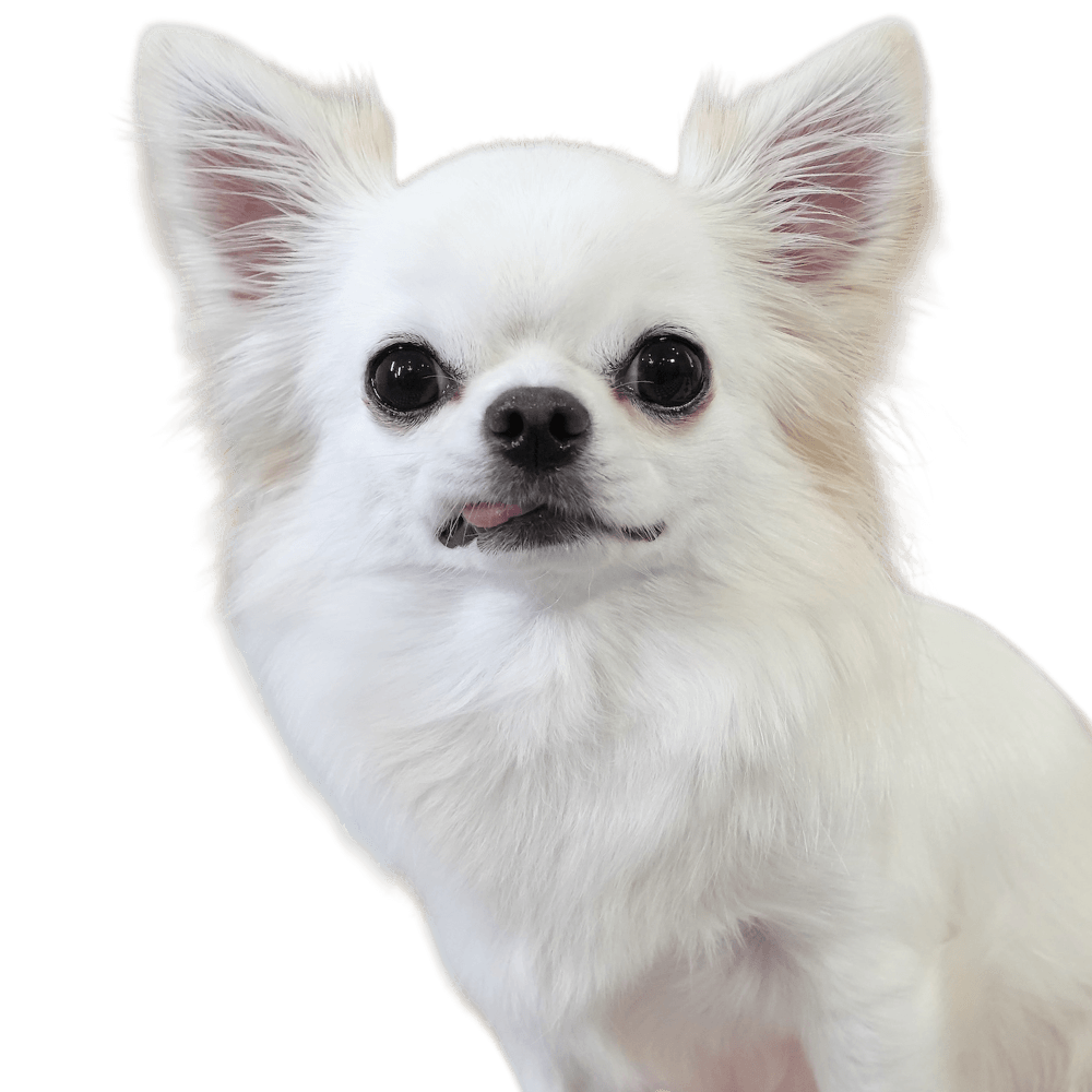 ルルくん