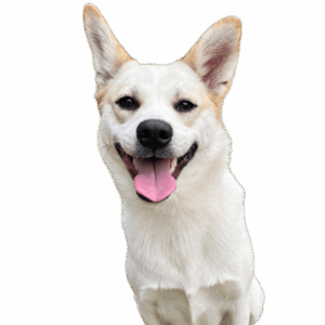 どんくん