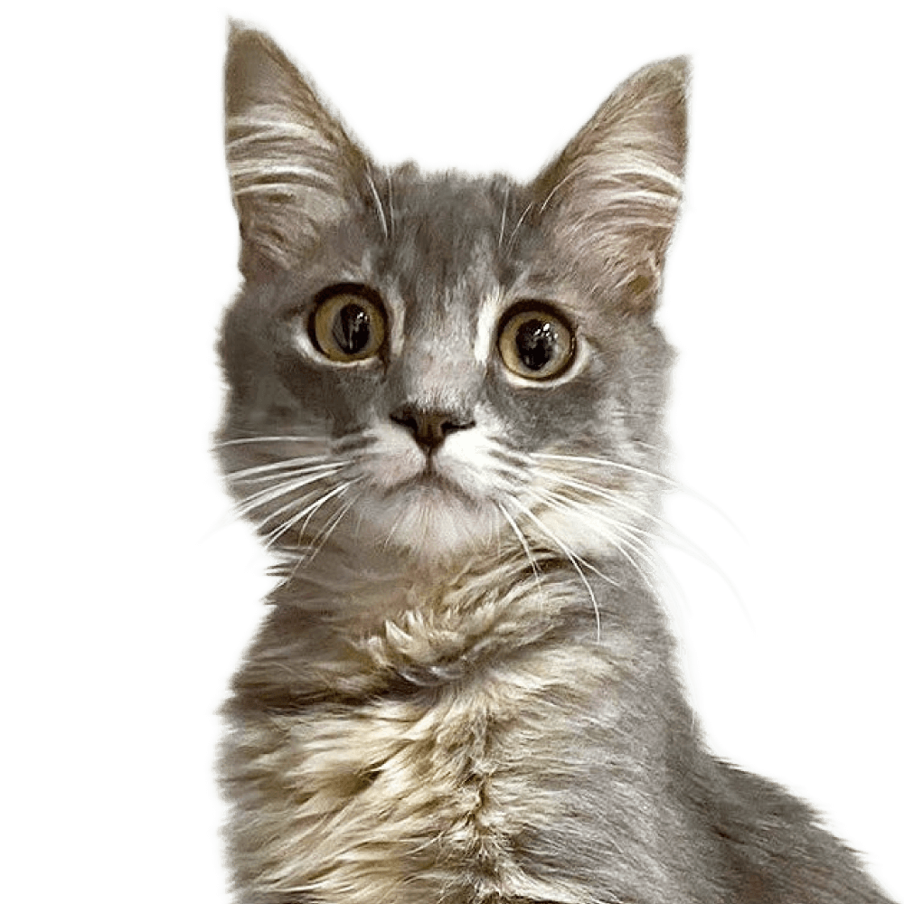 アッシュくん
