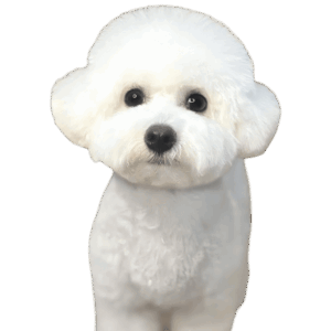 ラヴィくん