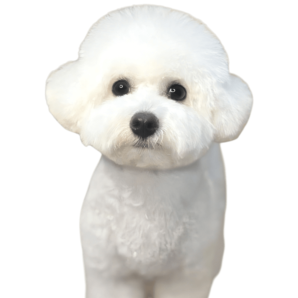 ラヴィくん