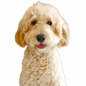 SUNNY（サニー）ちゃん