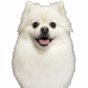 ベイルくん
