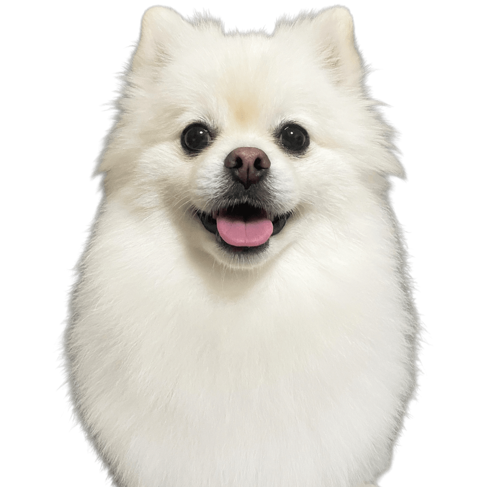 ベイルくん