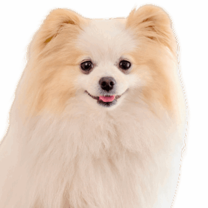 ラピスちゃん