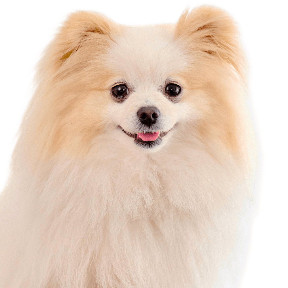ラピスちゃん
