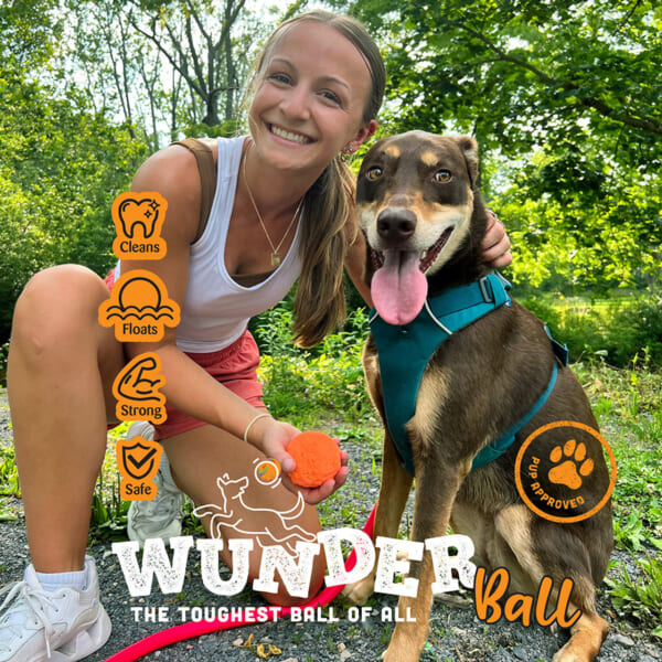 ワンダーボール オレンジ | mipet（ミペット） - 厳選されたペット用品