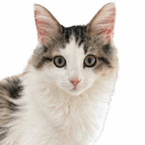 バロンくん