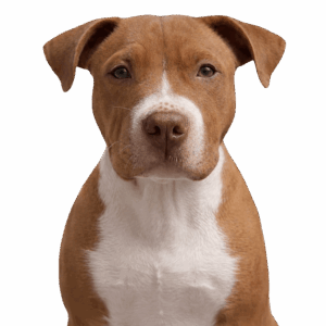 熊丸（KUMARU）くん