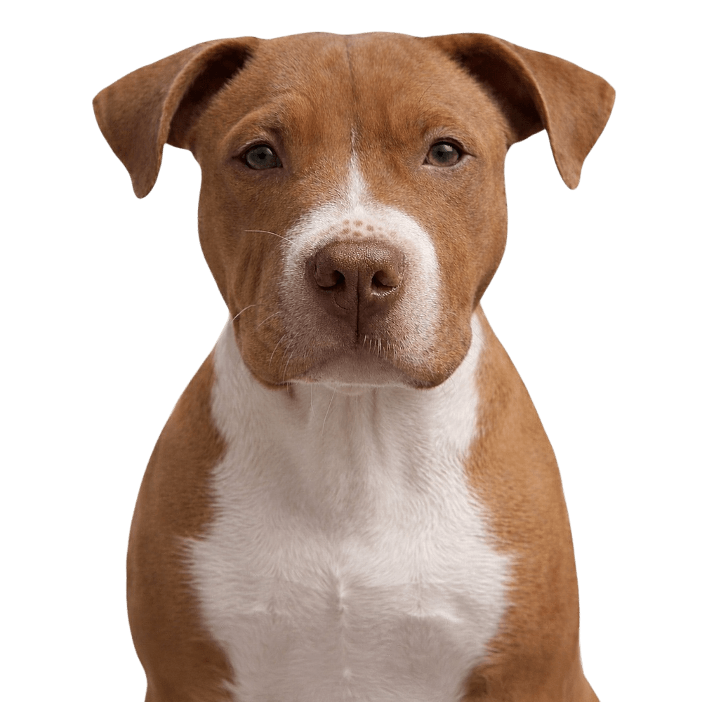 熊丸（KUMARU）くん