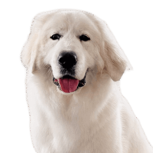 ファヴリットちゃん