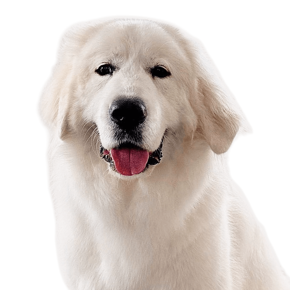 ファヴリットちゃん