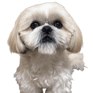 ベガジュニアくん