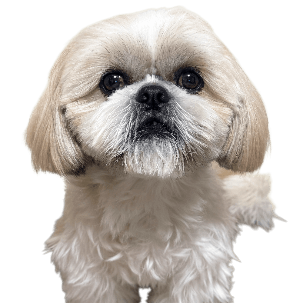 ベガジュニアくん