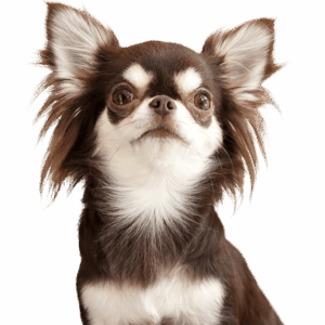 ぷくまるちゃん