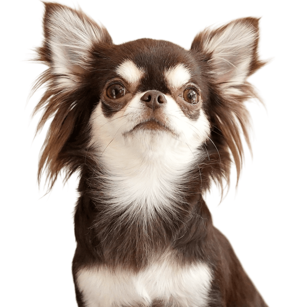 ぷくまるちゃん