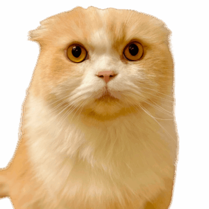 らてにゃんくん