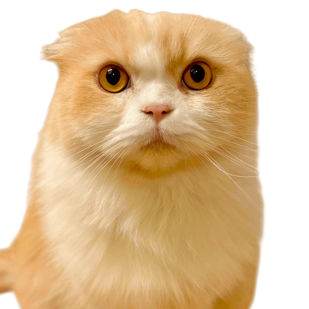 らてにゃんくん