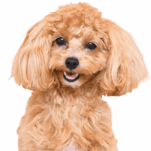 ティモシーくん