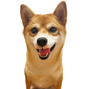 しらたまちゃん