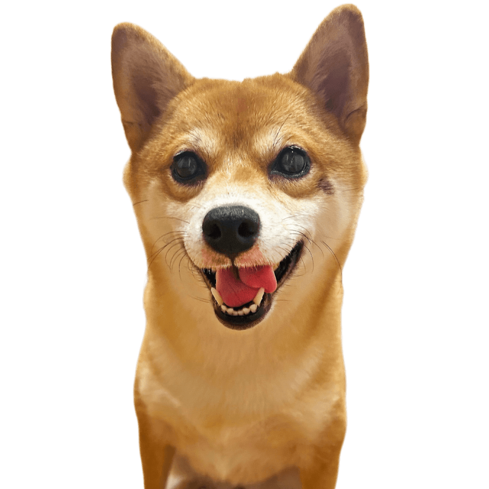 しらたまちゃん
